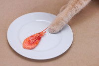 Un chat pose la patte dans une assiette contenant une seule crevette