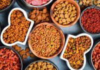 Des gamelles contenant toutes sortes de croquettes pour chat