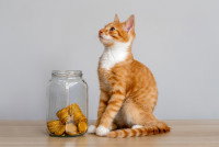 Un chat roux et blanc devant un bocal contenant des pièces de monnaie