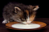 Un chaton lape du lait dans une assiette
