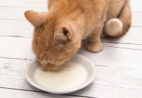 Un chat roux boit du lait dans une assiette