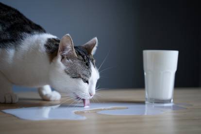 Mon chat peut-il boire du lait ? - Husse