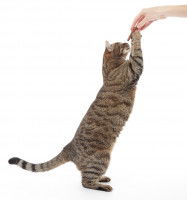 Un chat se tient debout et saisi la friandise tendue par la main d'un homme