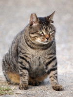 Un chat obèse assis sur le sol