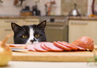 Un chat curieux regarde le saucisson découpé sur la planche