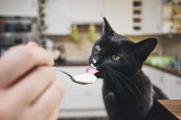 Une femme donne une cuillère de fromage blanc à un chat noir