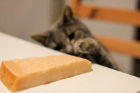Un chat sur une chaise en train de voler un morceau de fromage sur une table