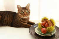 Un chat allongé à côté d'une assiette contenant des châtaignes