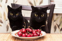 Deux chats noirs assis devant une assiette de cerises