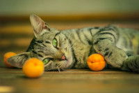 Un chat tigré tient des abricots dans ses pattes