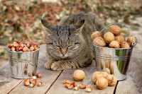 Un chat gris assis à côté de seaux contenant des noix et des noisettes