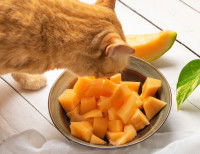 Un chat roux mange des morceaux de melon dans un bol