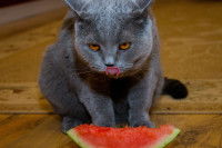 Un chat gris en train de manger un morceau de pastèque