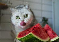 Un chat en train de manger de la pastèque