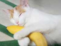 Un chaton tient une banane dans ses pattes