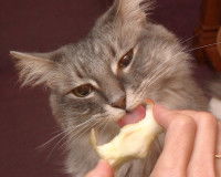 Un chat mange et lèche un trognon de pomme