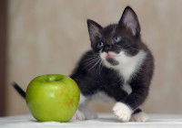 Un chaton noir et blanc à côté d'une pomme verte