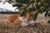 Un chat roux et blanc assis sous une branche d'olivier