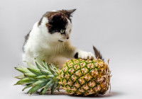 Un chat noir et blanc pose la patte sur un ananas