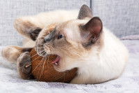 Un chat joue avec une noix de coco sur le canapé