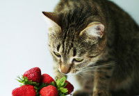 Un chat tigré renifle des fraises dans un bol