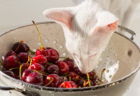 Un chat blanc renifle des cerises dans un bol
