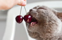 Une femme donne des cerises à manger à un chat gris
