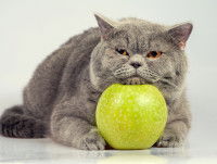 Un chat gris pose sa tête sur une pomme verte
