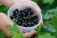 Une femme tient un bol rempli de cassis