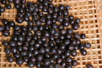 Des baies de cassis sur un panier en osier