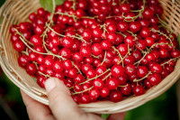 Une femme tient un panier d'osier rempli de groseilles