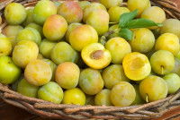 Un panier en osier rempli de prunes reines-claudes