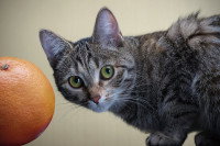 Un chat gris assis à côté d'un pamplemousse