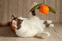 Un chat espiègle joue avec une mandarine