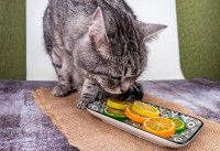 Pourquoi le citron est-il toxique pour le chat ?