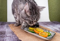 Un chat gris respire des tranches de citron