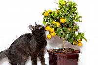Un chat noir renifle des citrons sur un citronnier en pot