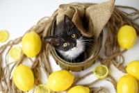 Un chaton noir et blanc entouré de citrons