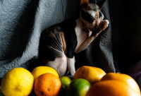 Que faire si mon chat a mangé du citron ?