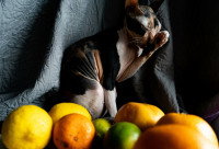 Un chat à côté d'agrumes