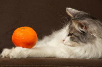 Un chat allongé sur le sol tient une mandarine
