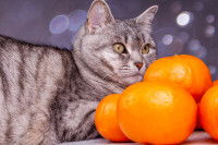 Un chat tigré à côté d'une pile de clémentines