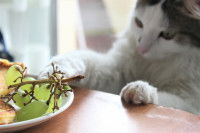 Un chat noir et blanc tente d'attraper du raisin sur la table
