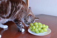 Un chat tigré renifle du raisin dans un bol posé sur la table