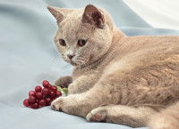 Un chaton British Shorthair allongé à côté d'une grappe de raisins