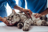 Un chat tigré malade est examiné par deux vétérinaires