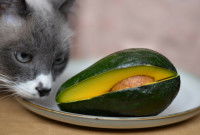 Un chat gris renifle un avocat posé dans une assiette