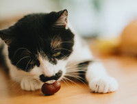 Un chat noir et blanc renifle un marron posé sur la table