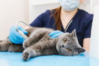 Une femme vétérinaire examine un British Shorthair malade