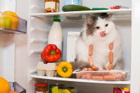 Un gros chat en train de manger des saucisses dans le frigo